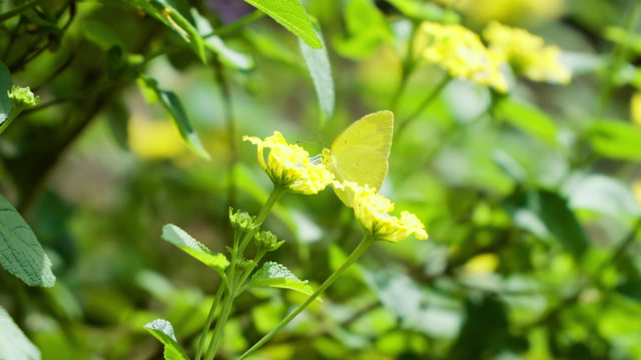 Common Grass Yellow butterfly perched on yellow flower, suddenly flies away