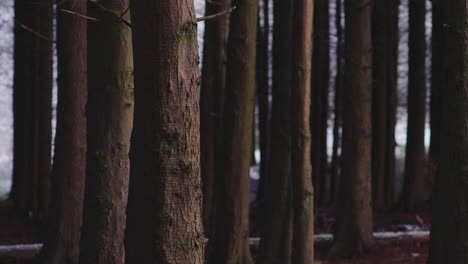 Tree-Trunks-In-Peaceful-Winter-Woodland-During-Snowfall-Day