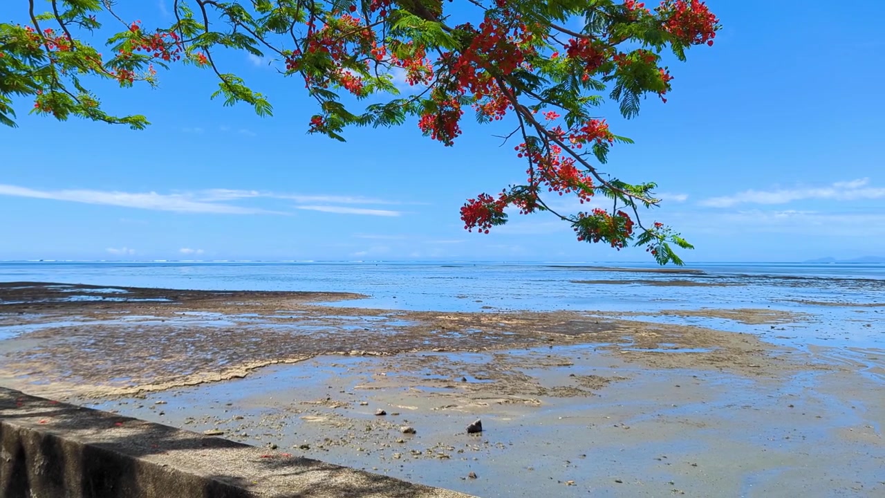 Panoramica scenografica di una vista costiera che si affaccia sull'oceano con la bassa marea in una giornata di sole con cielo azzurro e fiori rossi sull'albero.