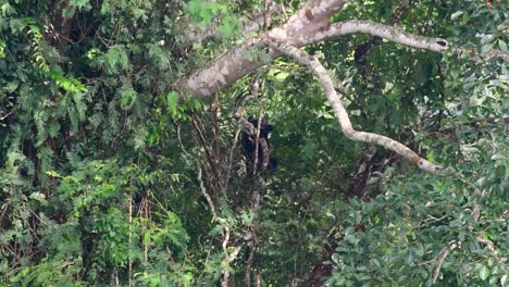 El-Oso-Negro-Asiático-Bajando-De-Un-árbol-Fructífero,-Ursus-Thibetanus,-También-Se-Llama-Oso-Negro-Asiático