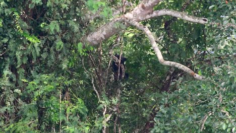 el oso negro asiático bajando de un árbol fructífero, ursus thibetanus, también se llama oso negro asiático