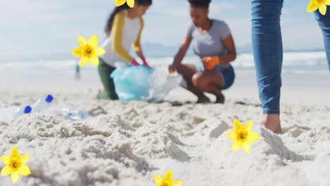 Animation-of-daffodils-over-diverse-women-picking-up-rubbish-from-beach