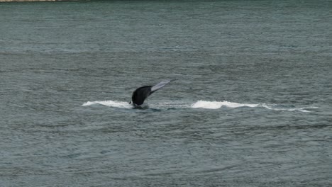 closeup of a humpback whale diving