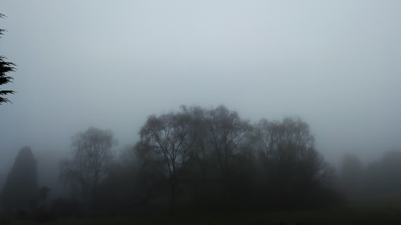 Eerie Fog with Silhouetted Trees and Random Erratic Lightning Thunder Strikes in Dense Clouds. Scary Spooky Storm VFX.