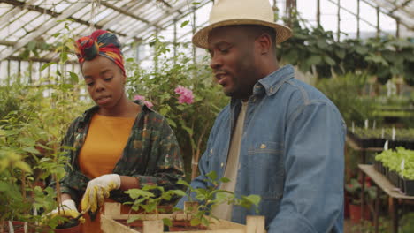 african american man working in greenhouse with wife