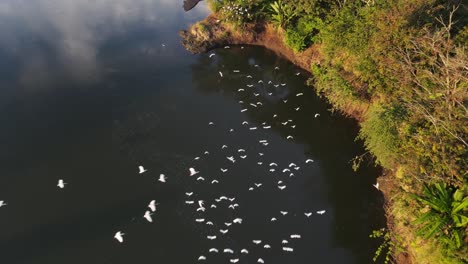 flock of white herons flying over a river