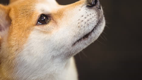 close up of small brown and white pet dog looking up, on black background