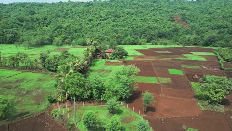 Campo-De-Cultivo-Verde-En-La-Estación-De-La-Colina-Vista-Frontal-Móvil-Del-Dron-En-Konkan