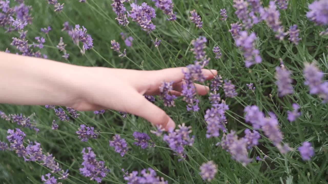 이탈리아의 봄 동안 아름다운 공원 한가운데 라벤더 꽃을 통해 손