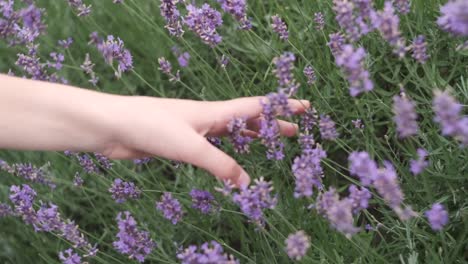 Mano-A-Través-De-Flores-De-Lavanda-En-Medio-De-Un-Hermoso-Parque-Mientras-Primavera-En-Italia