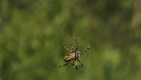 spider on a web