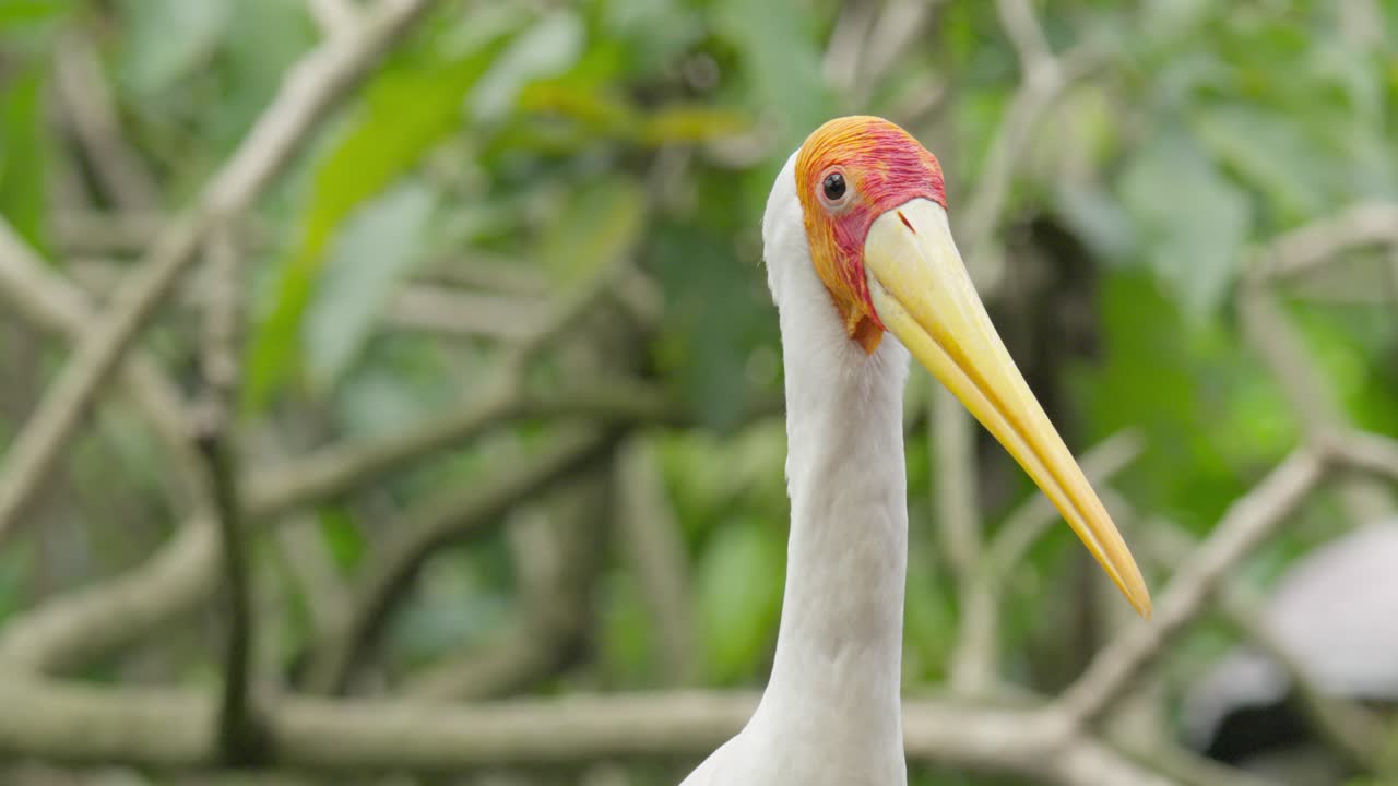 Close-up Of A Painted Stork With Orange Face And Long Yellow Beak.