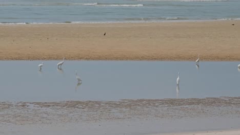 bandada de pequeñas garzas pescando en aguas marinas poco profundas durante la marea baja, atrapando y comiendo peces
