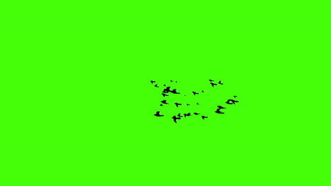 silhouettes of flock of birds flying free on green screen background