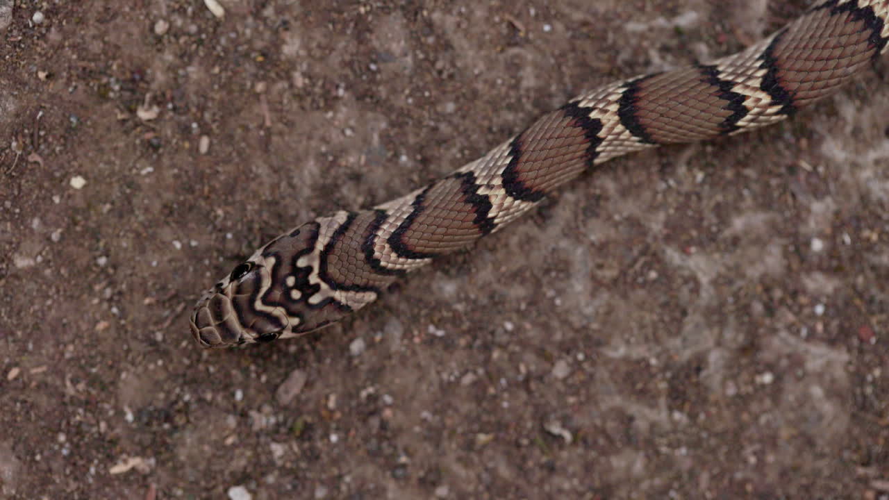 Macro dall'alto: Serpente Kukri comune con occhi sporgenti che muove la sua lingua biforcuta al rallentatore.