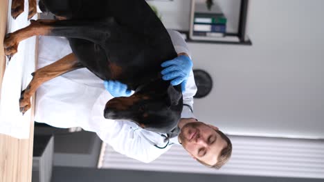 onderzoek van honden in een diergeneeskundige kliniek