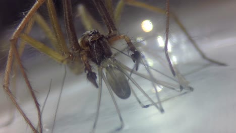 Araña-Lobo-Grande-Ha-Atrapado-Y-Se-Está-Comiendo-Una-Araña-De-Bodega