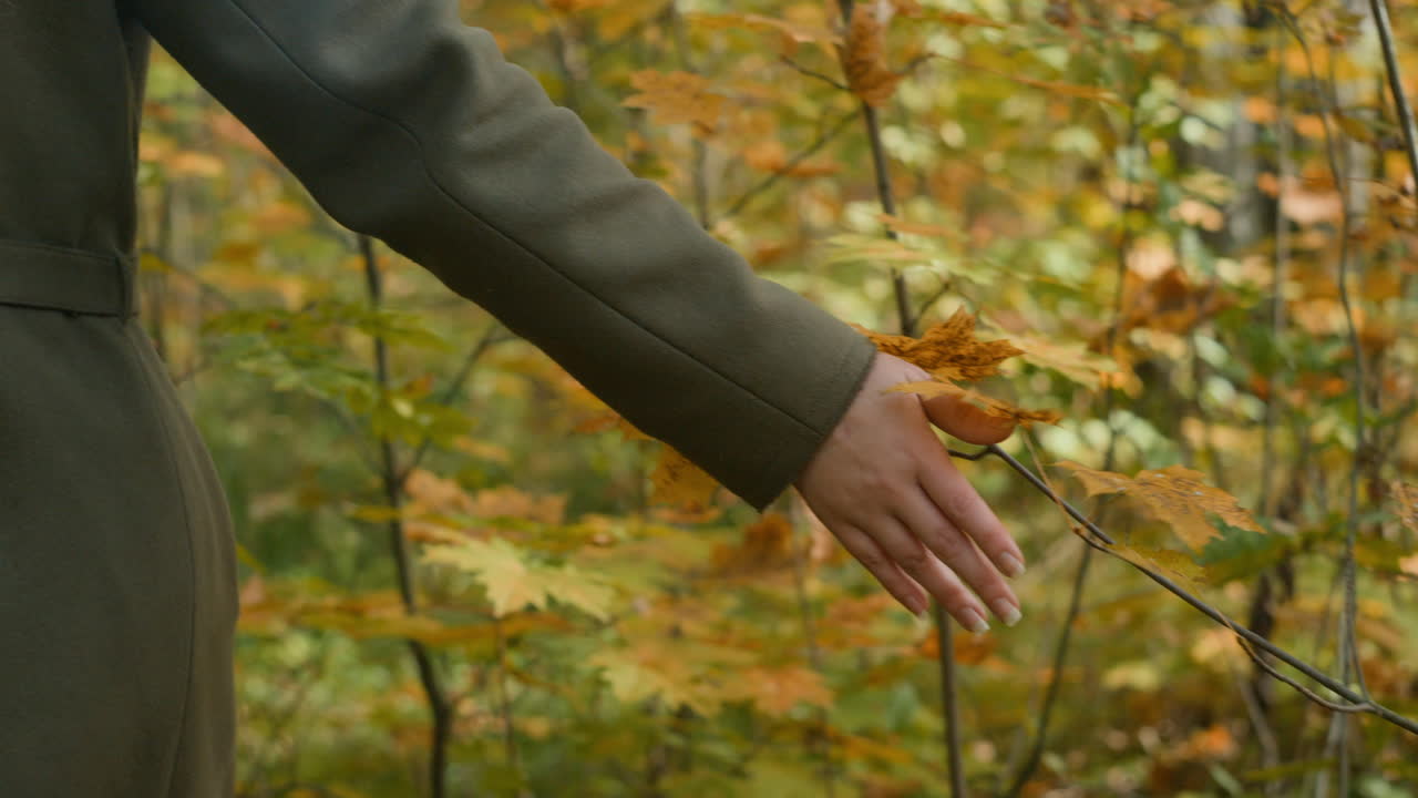 Autumn Forest Scene with Person Touching Leaves