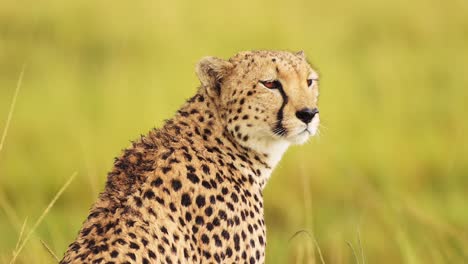 close up of cheetah head surveying the lanscape searching for prey, detail of fur and spotted markings, african wildlife in maasai mara national reserve