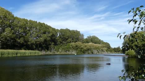 A-light-breeze-sways-branches-in-small-bushes-and-large-willow-trees-beside-a-calm-lake-in-summertime