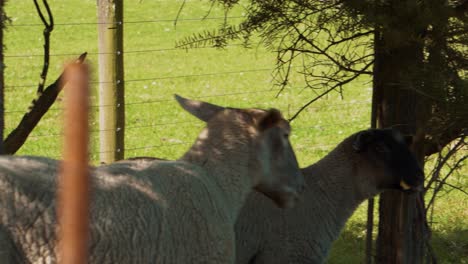 Lambs-and-sheep-in-grass-and-playing-in-trees