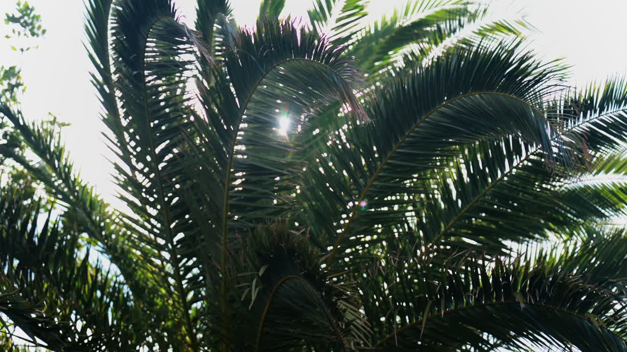Low angle view of a palm tree in sunlight with the sky on the background