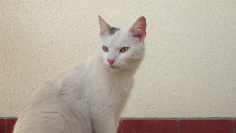 beautiful white cat with brown spot on head sitting in front of white house wall and looking around curiously