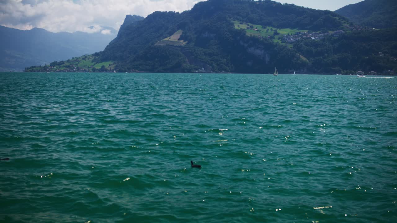 vista pacífica de un pato en el lago de la montaña - montañas suizas hergiswil en 4k