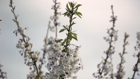 cherry blossom tree in flower during springtime tilt down