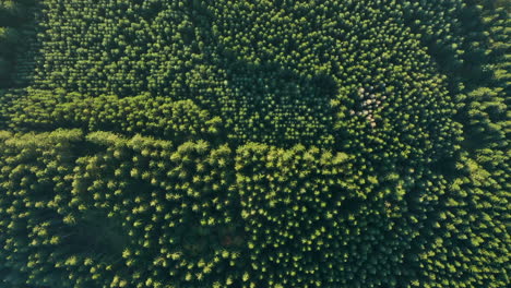 lush green and vast forest landscape in sommerain, houffalize, belgium - aerial shot