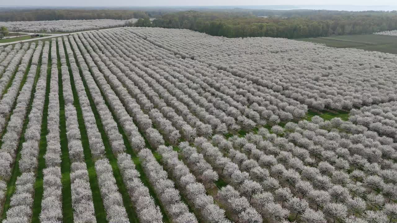 los huertos de cerezos en el condado de door, wisconsin están en plena floración en la primavera de cada año.