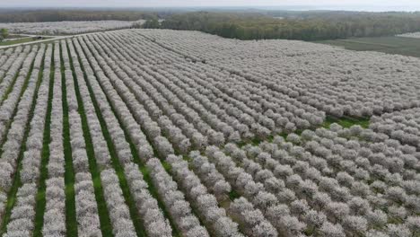 the cherry orchards in door county, wisconsin are in full bloom in the spring each year