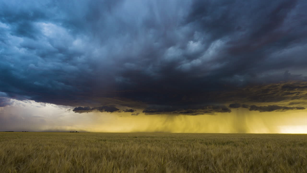 Wonderful wheat fields gently sway below a spectacular stormy sky