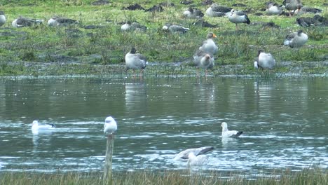 greylag goose or anser anser, seagulls, and other ducks, england