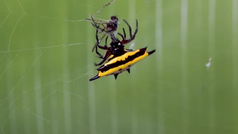 Spider-catches-insect-in-web,-spiny-orb-weaver