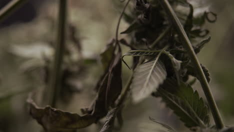 High-quality macro footage of harvested cannabis leaves, starting in detail and transitioning out with a nice blur effect. Captures sharp details and artistic motion, ideal for post-harvest display.