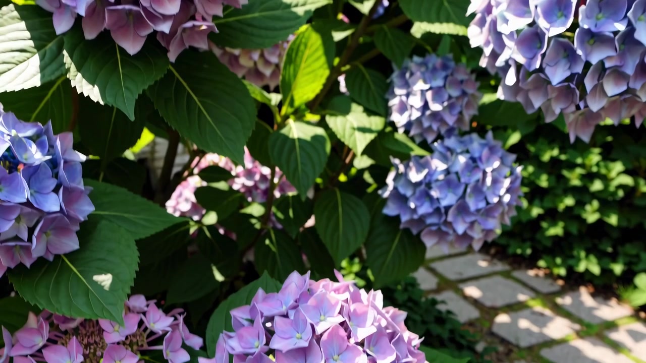 Vibrant Purple and Blue Hydrangea Flowers Blooming in a Sunny Garden