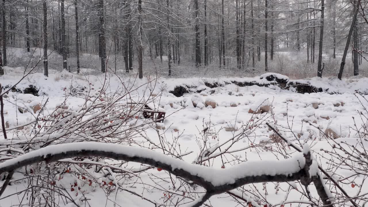 Quiet winter forest scene with snow-covered trees and a peaceful, still landscape. A calming, monochromatic view of nature’s beauty