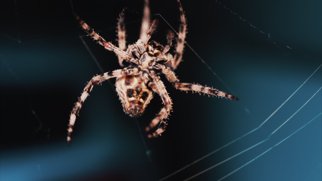 Close up of a spider sitting in its web, showing intricate details of its body and fine silk threads
