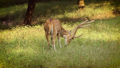 Chital-or-cheetal,-also-known-as-spotted-deer,-chital-deer,-and-axis-deer,-is-a-species-of-deer-that-is-native-in-the-Indian-subcontinent.-Ranthambore-National-Park-Sawai-Madhopur-Rajasthan-India