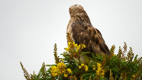 Slow-motion-Steppe-Buzzard-atop-yellow-flowering-tree,-bends-backward-to-preen-neck-feathers