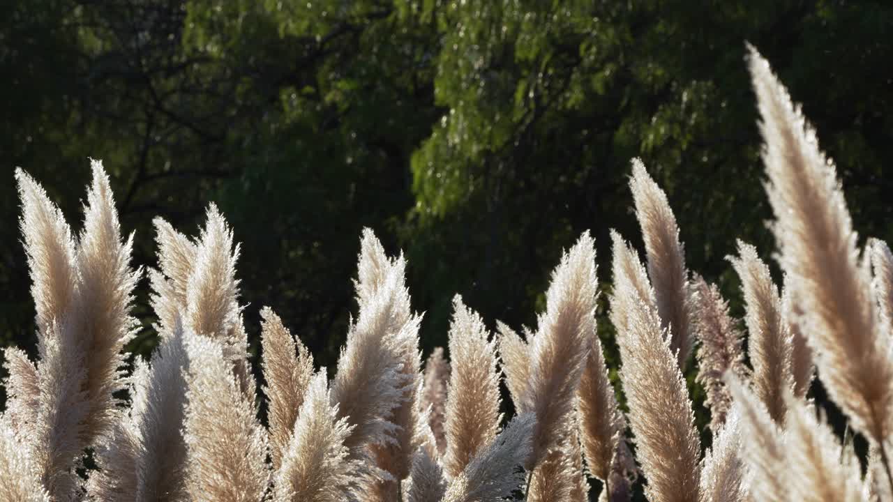파 잔디 꽃은 서서히 가는 해가 지는 빛과 함께 바람에 우아하게 흔들리고 있습니다.