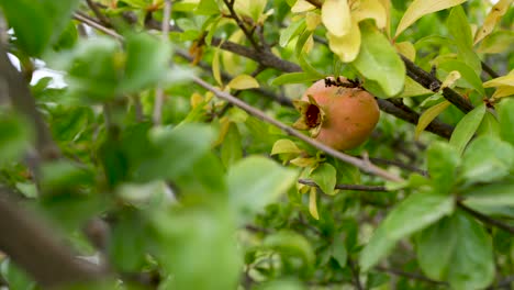 single pomegranate fruit in tree in spain