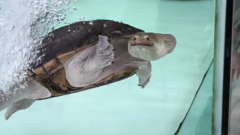 turtle swimming in aquarium