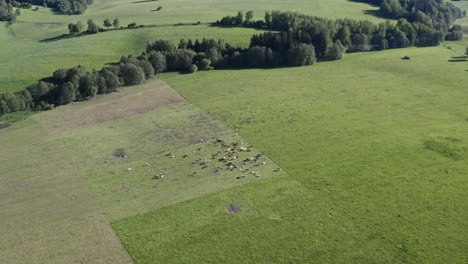 zooming aerial 4k shot of a herd of cows standing in the middle of a grassy field surrounded by trees in dolní morava, czech republic and grazing on a sunny day