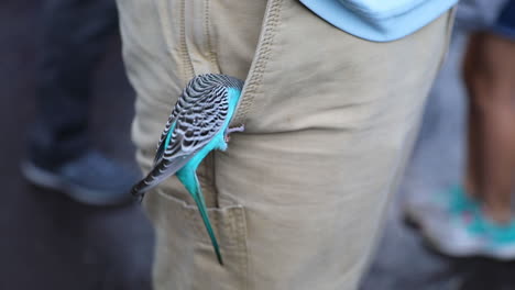 vibrant blue parakeet digging inside someone’s side pocket pants