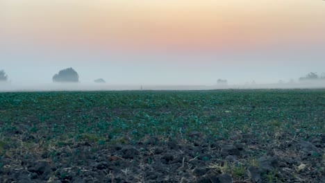 Pan-shot-of-morning-mist-over-open-field-at-sunrise