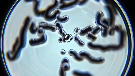 microscopic organisms under the lens