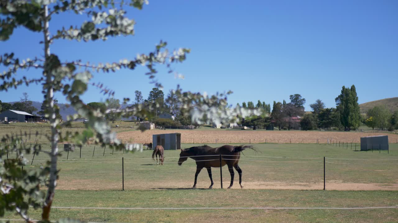 Slow motion shot of two horses in grassy meadow paddock fields on property with tree in foreground and fencing in farmland countryside rural town Australia nature animal species breed outdoors