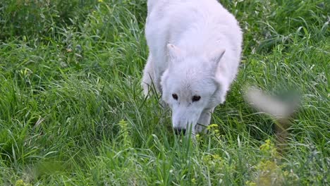 langsame kamerafahrt eines weißen wolfs, der langsam seine beute jagt